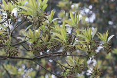 Madhuca longifolia var. longifolia